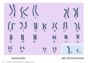 figure 1; 23 pairs of Human Chromosomes