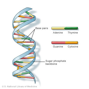 figure 2; Human DNA double helix structure with base pairs