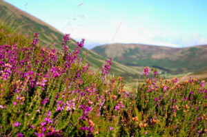 Scottish Heather in the Highlands